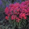 Coral Flame Dwarf Garden Phlox - Image 3