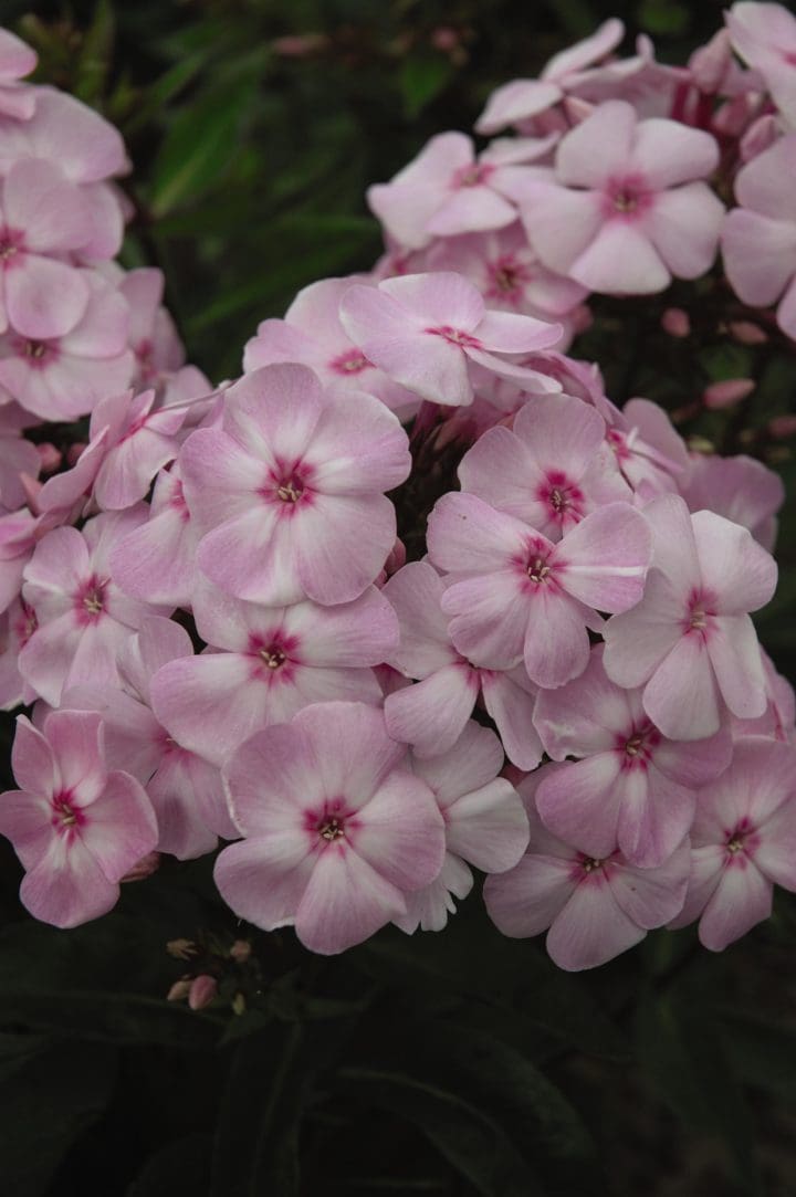 Cotton Candy Dwarf Garden Phlox