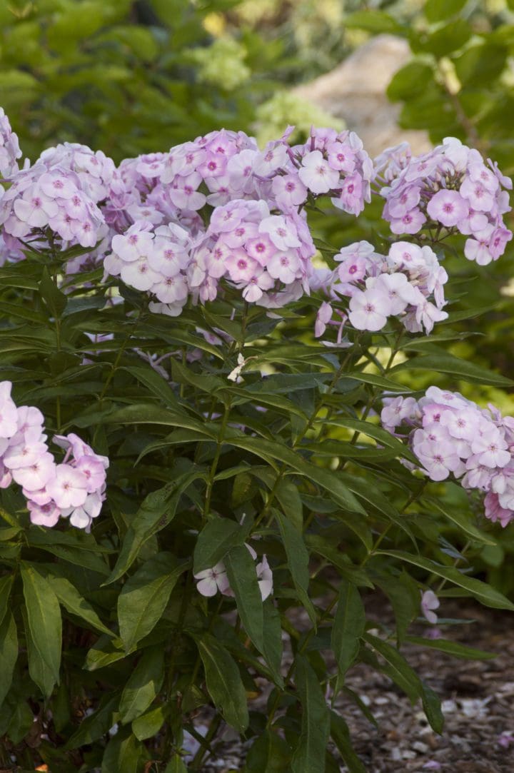 Cotton Candy Dwarf Garden Phlox - Image 2