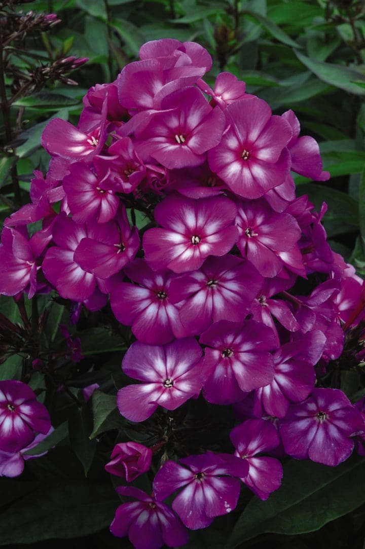 Grape Lollipop Phlox