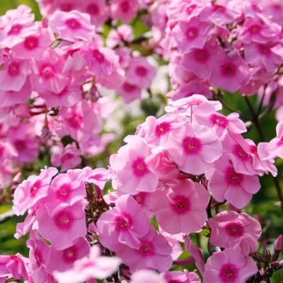 Pink Flame Dwarf Garden Phlox