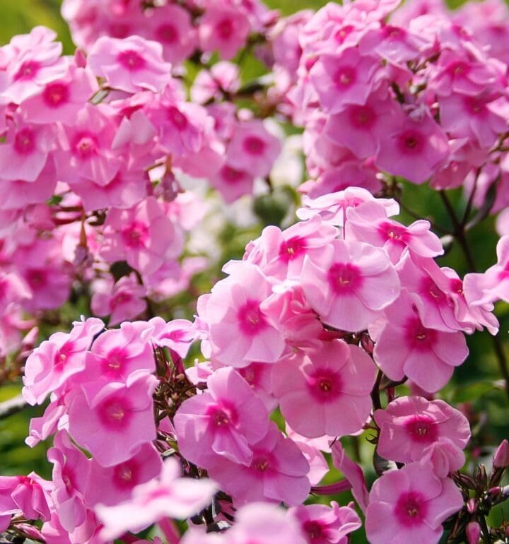 Pink Flame Dwarf Garden Phlox