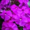 Purple Flame Dwarf Garden Phlox