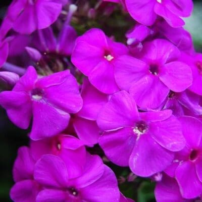 Purple Flame Dwarf Garden Phlox