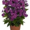 Purple Flame Dwarf Garden Phlox - Image 3