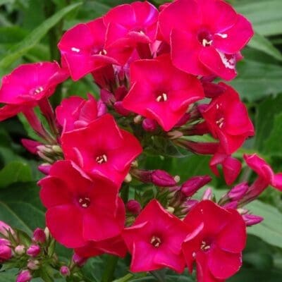 Red Flame Dwarf Garden Phlox