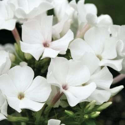 Pro White Flame Dwarf Garden Phlox