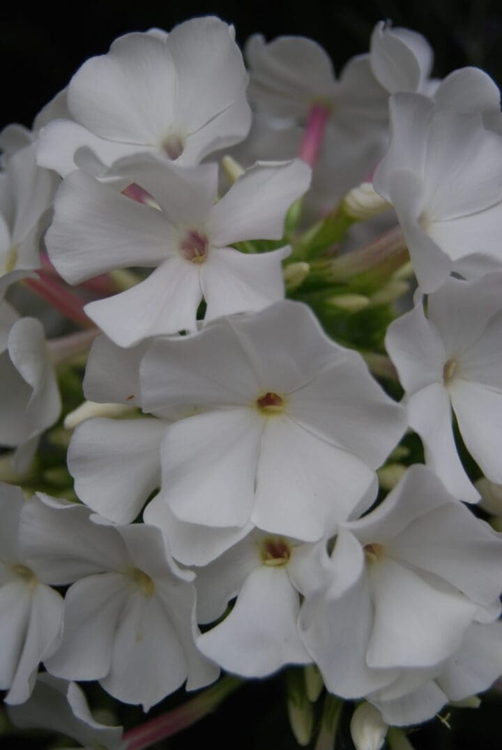 Pro White Flame Dwarf Garden Phlox - Image 3