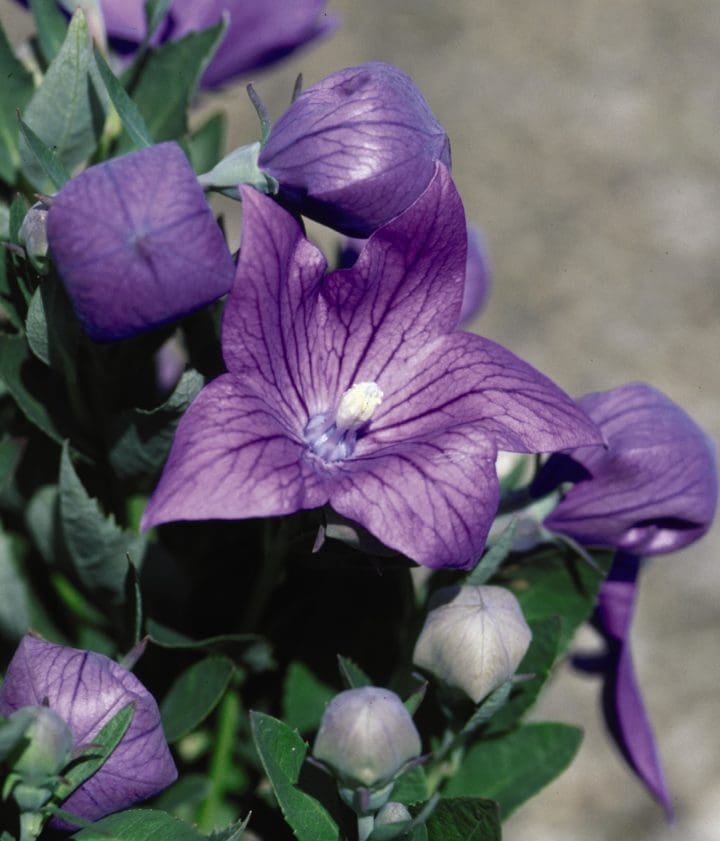 Sentimental Blue Balloon Flower