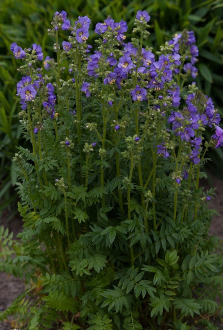 Heavenly Habit Jacobs Ladder