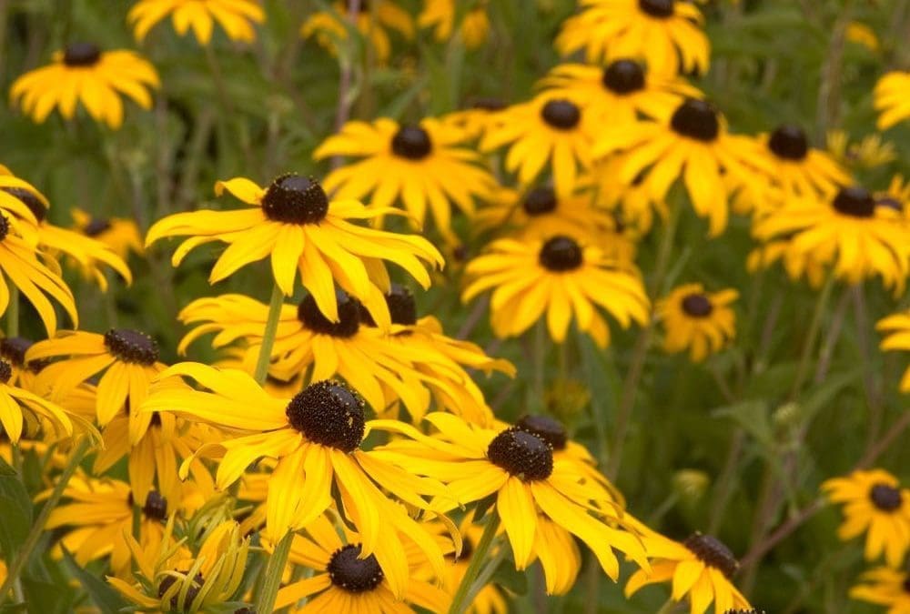 Goldsturm Black Eyed Susan