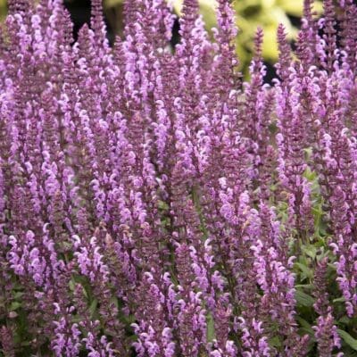 Perennial_Salvia Apex Pink Meadow Sage