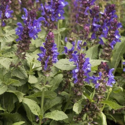 Blue Marvel Salvia