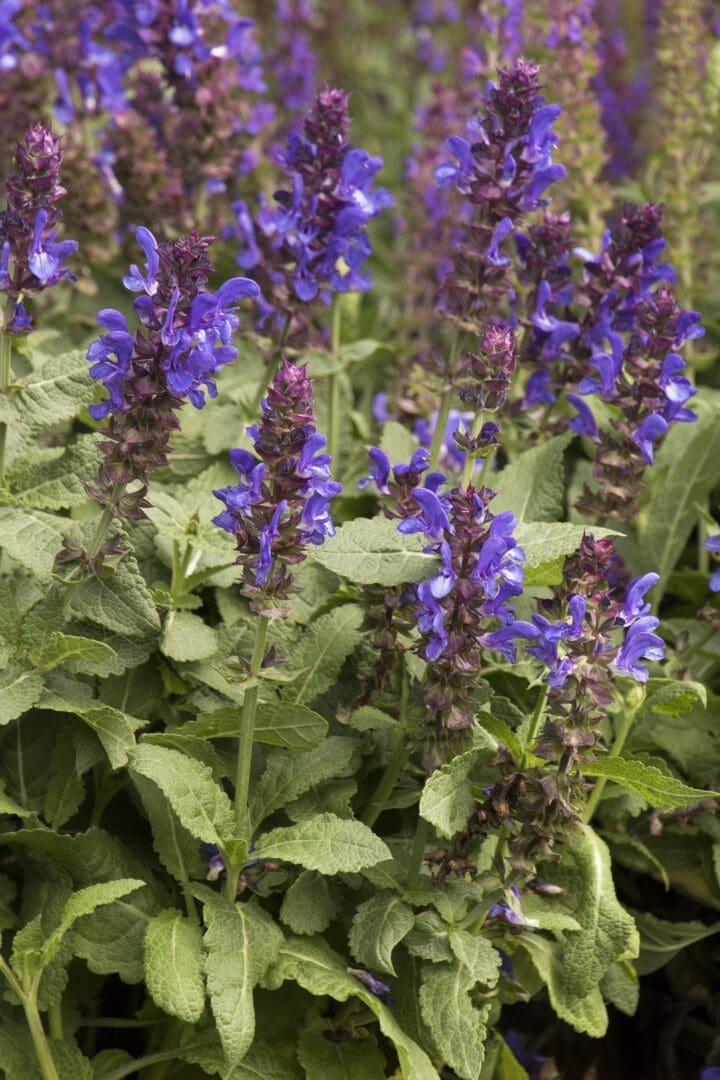 Blue Marvel Salvia