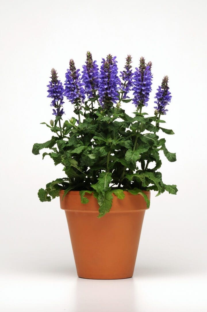 Blue Marvel Salvia - Image 3