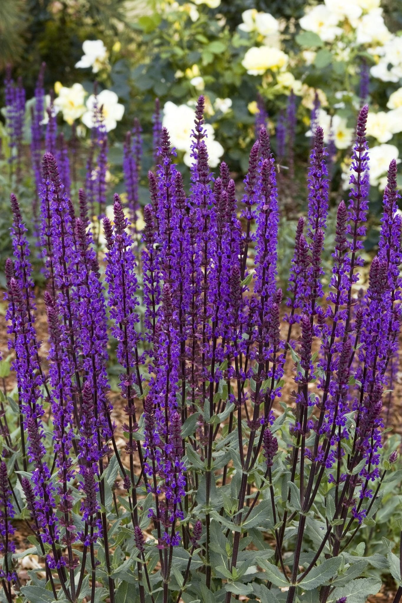 Caradonna Salvia - Pahl's Market - Apple Valley, MN