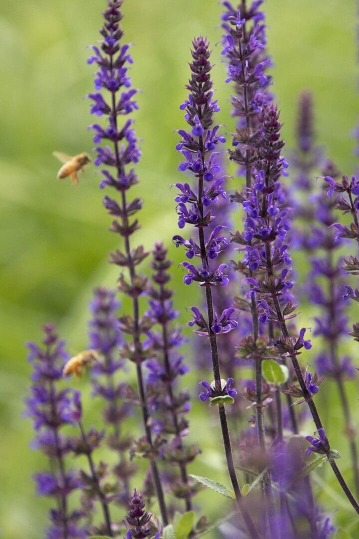 Caradonna Salvia - Image 3