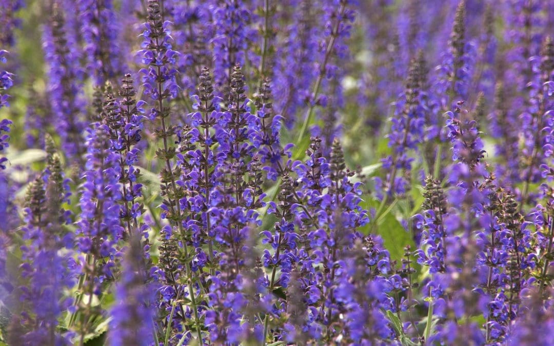 May Night Salvia