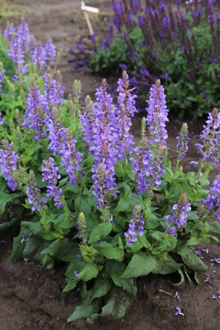 Sensation Sky Blue Salvia - Image 3
