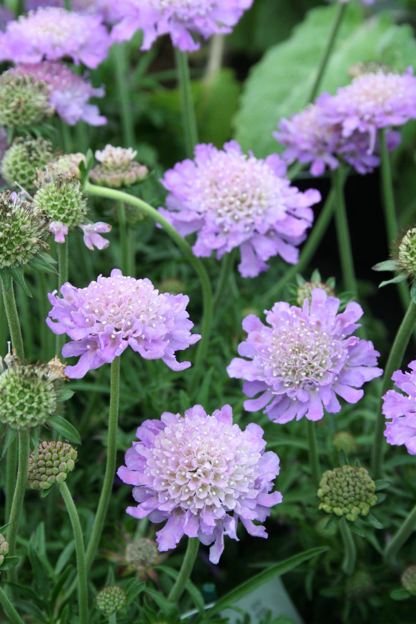 Butterfly Blue Pincushion Flower Pahl's Market Apple Valley, MN