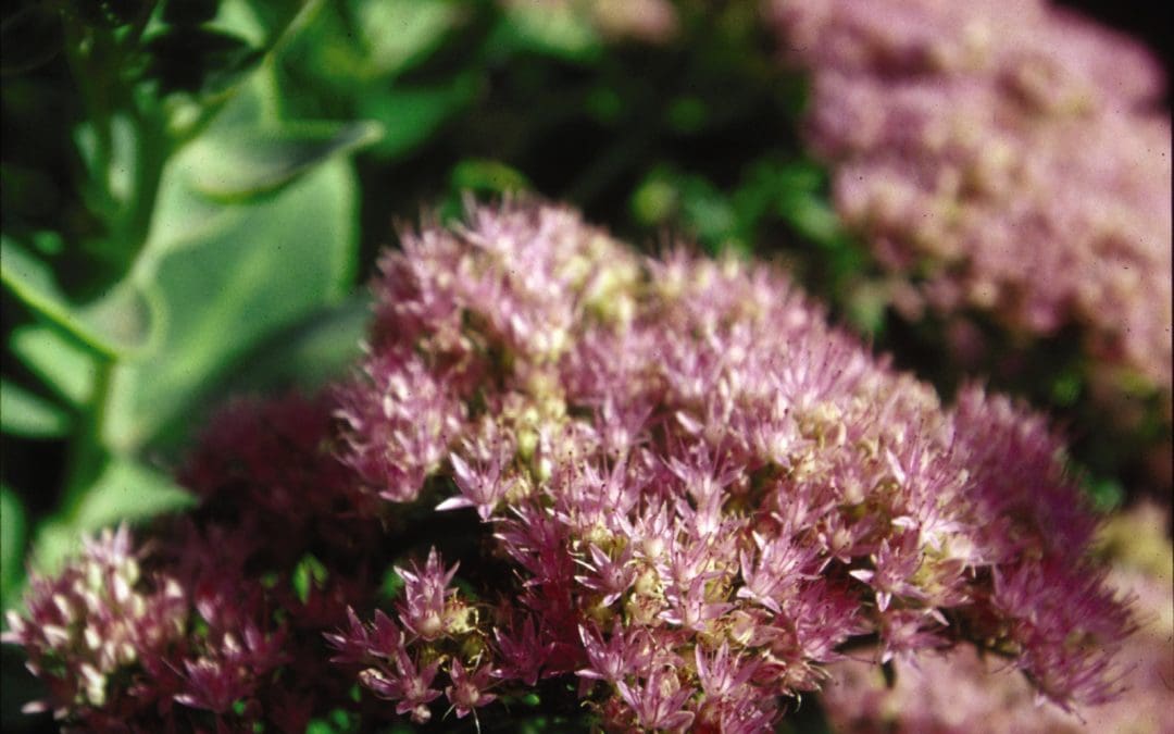 Autumn Joy Sedum