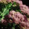 Autumn Joy Sedum
