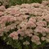 Autumn Joy Sedum - Image 2