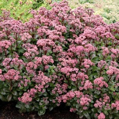 Double Martini Sedum