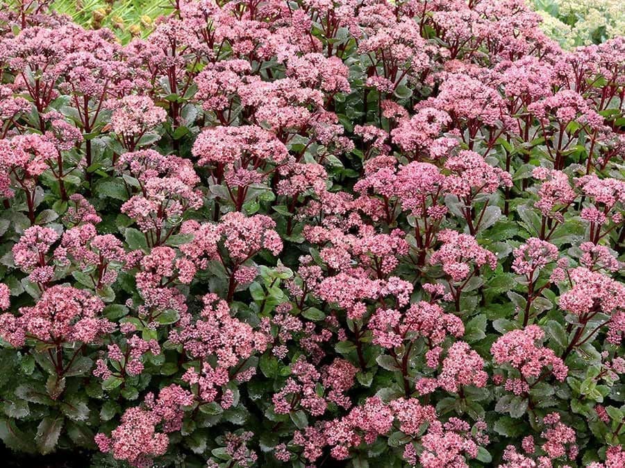 Double Martini Sedum