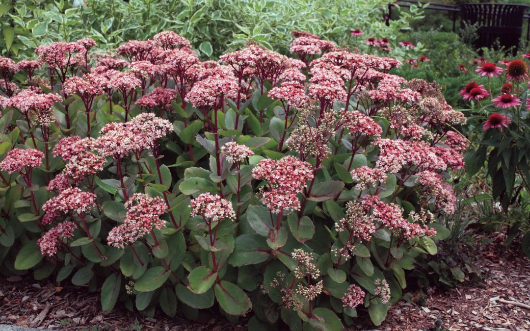 Matrona Sedum