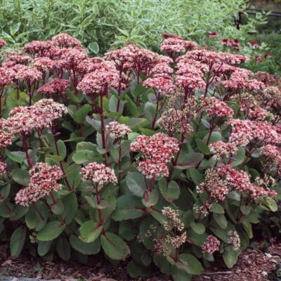 Matrona Sedum
