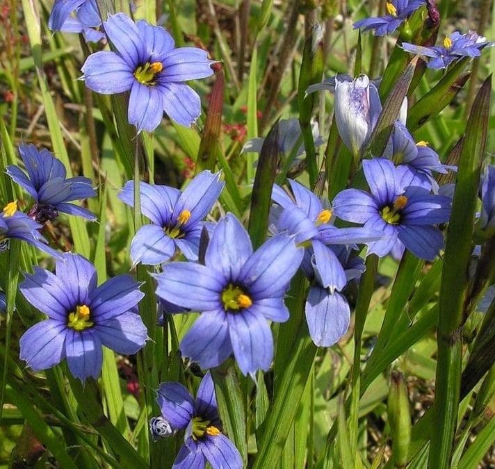 Lucerne Blue Eyed Grass