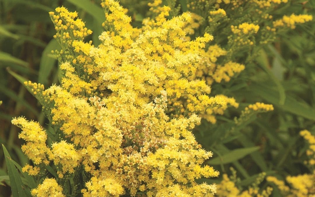 Little Lemon Goldenrod