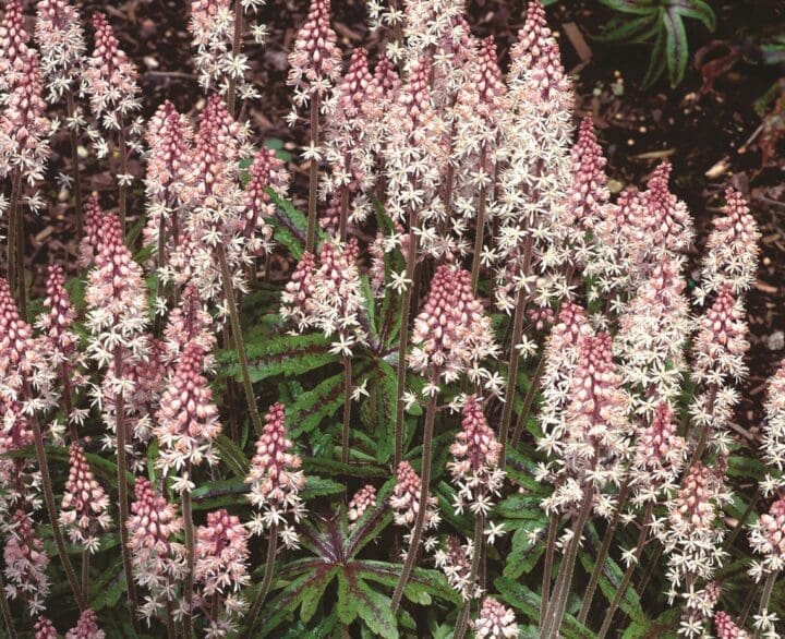 Candy Striper Foamflower