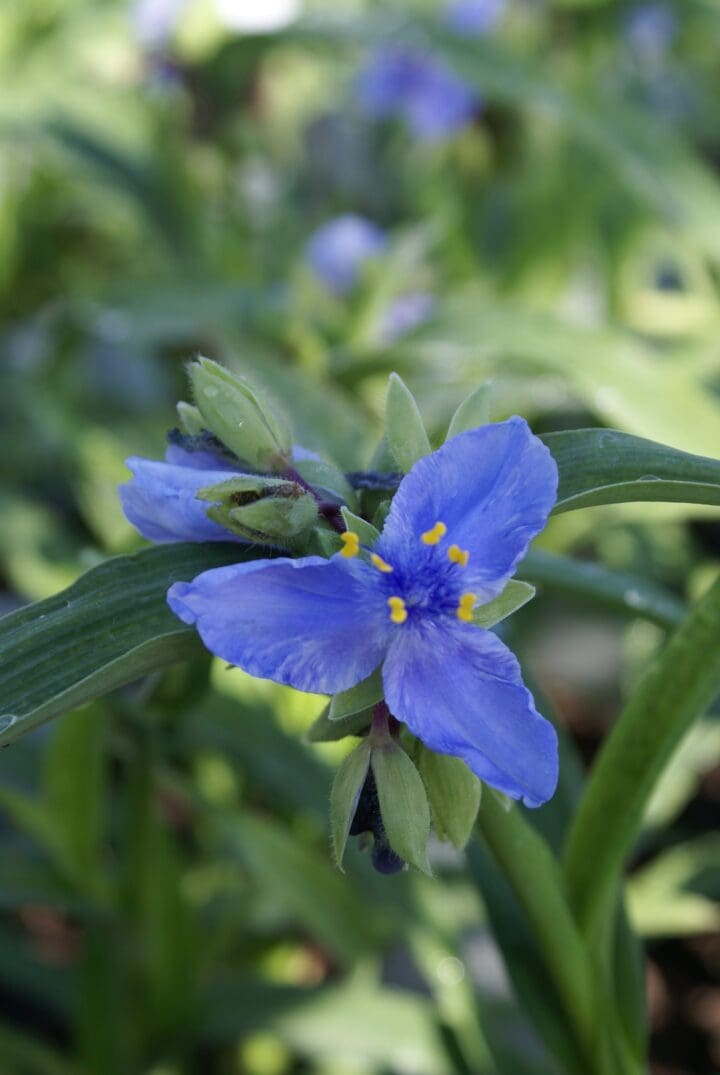 Zwanenburg Blue Spiderwort - Image 3