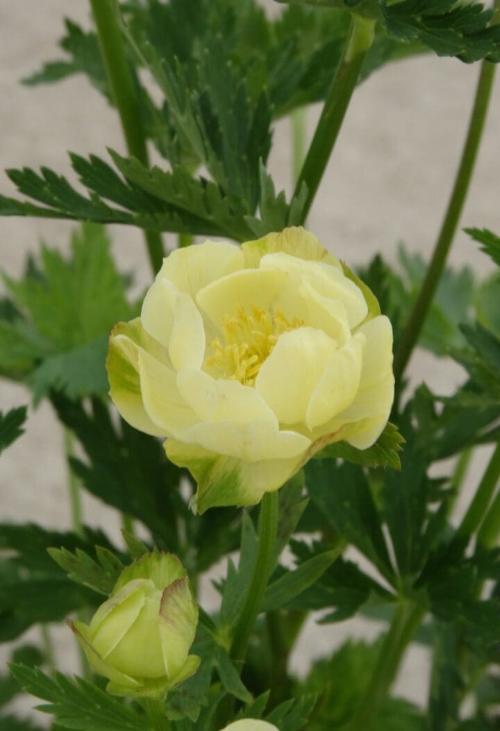 New Moon Globe Flower