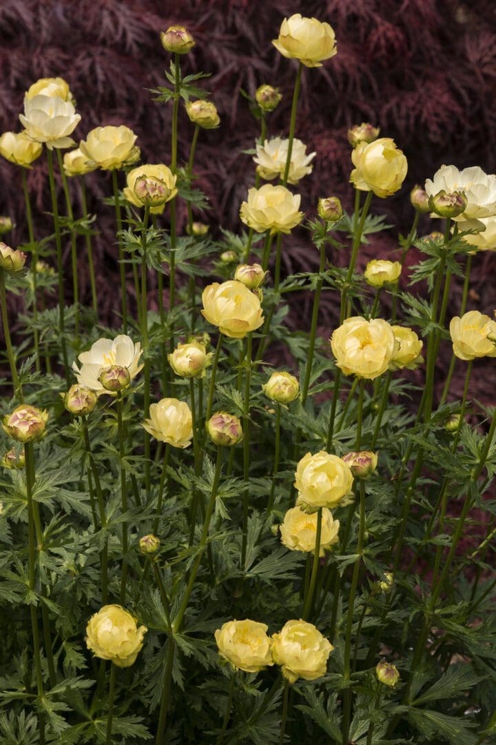 New Moon Globe Flower - Image 2
