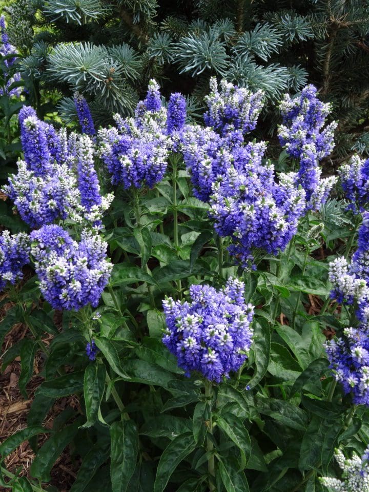 Blue Bomb Speedwell