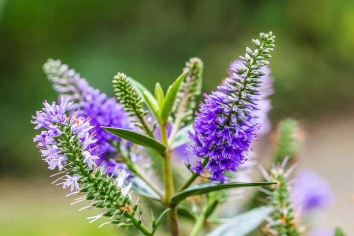 Blue Bomb Speedwell - Image 2