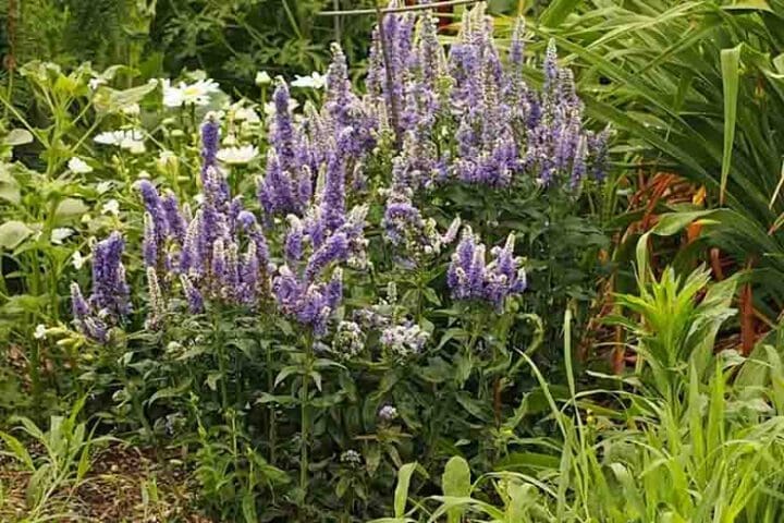 Blue Bomb Speedwell - Image 3