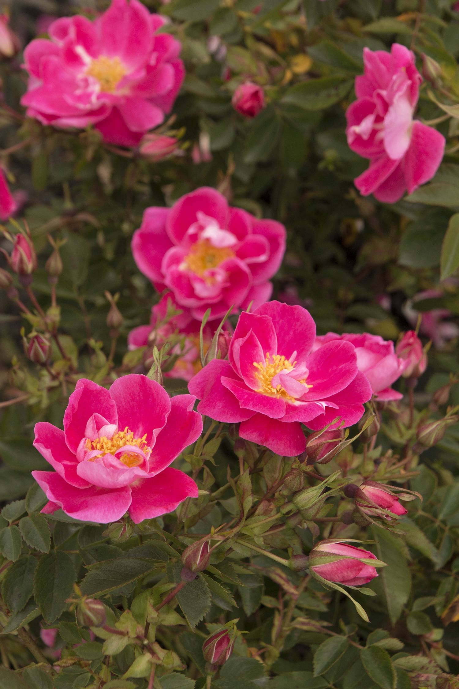 William baffin rose outlet