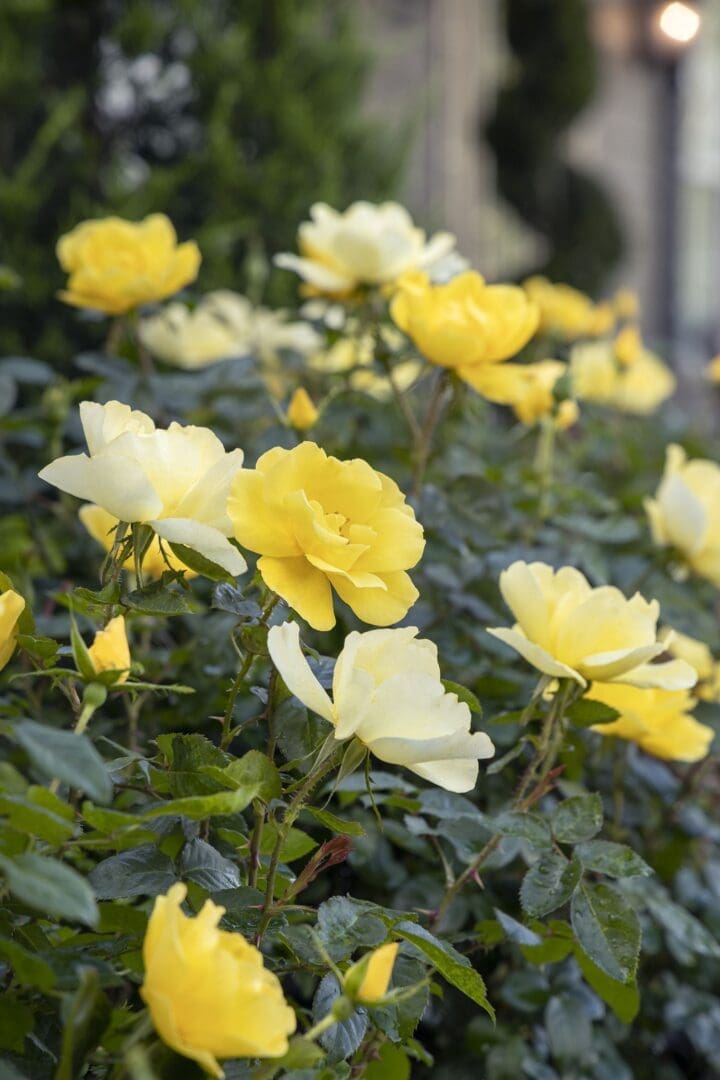 Grace N' Grit Yellow Shrub Rose - Image 2