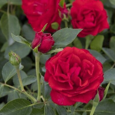 Shrub Rose_Groundcover Rose Nitty Gritty Red