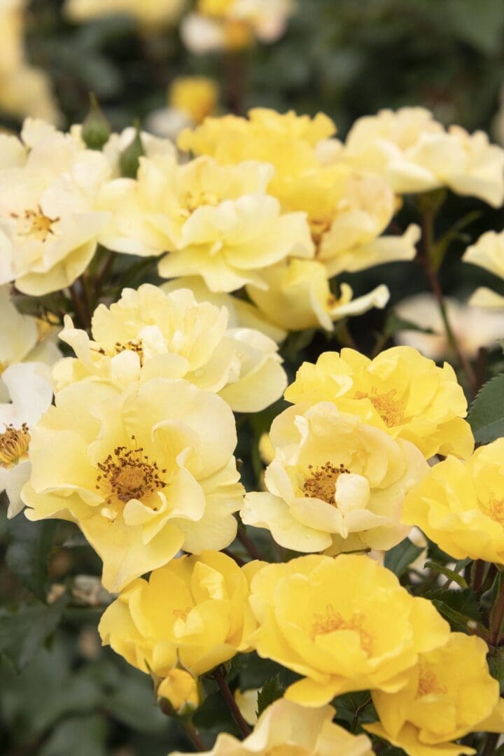 Nitty Gritty Yellow Rose