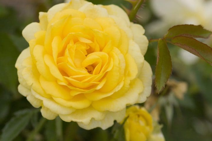 High Voltage Rose