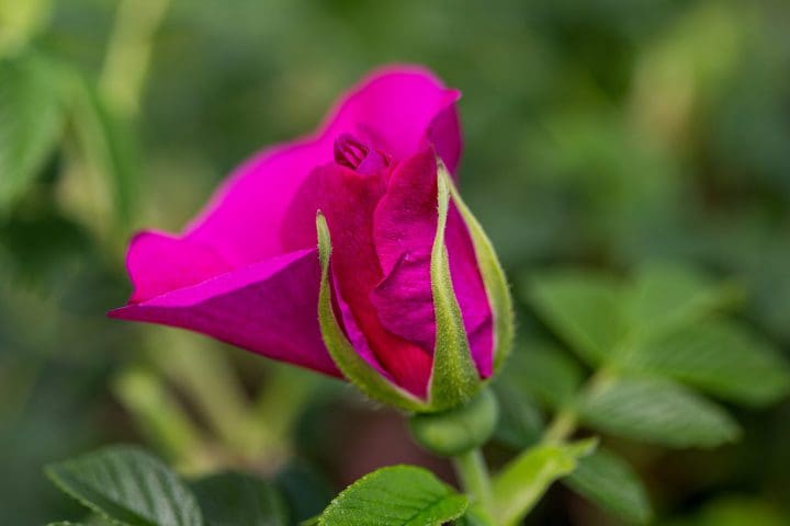 Lotty's Love Rose - Image 3