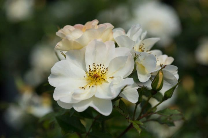 Oscar Peterson Rose
