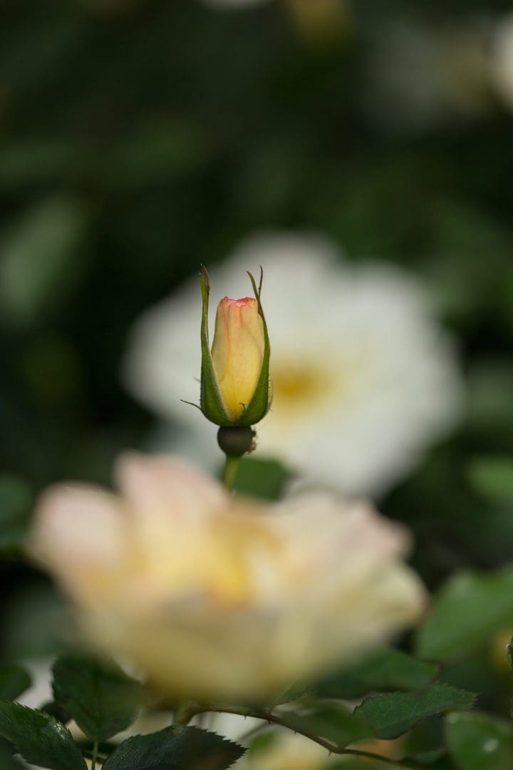 Oscar Peterson Rose - Image 3