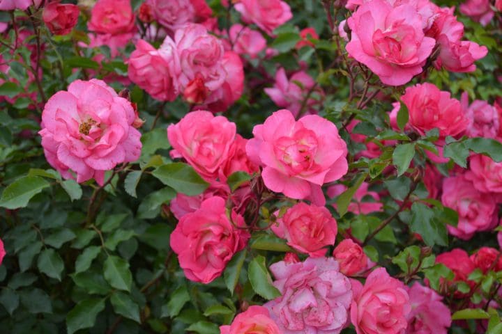 Sunrise Sunset Rose - Image 3
