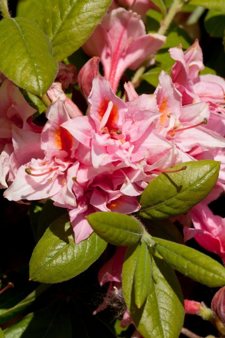 Electric Lights Double Pink Azalea